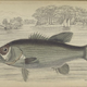 Illustration for article titled Natural History of Fishes of the Perch Family